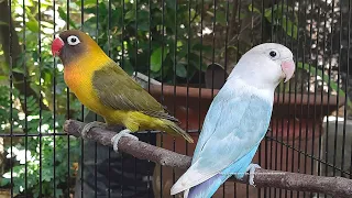 Lovebird Chirping Sounds 7 Hours - Pastel Blue Fischer & Olive Personata