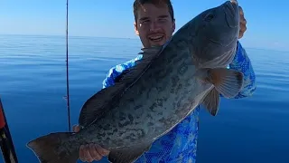 MASSIVE Gag Grouper Offshore Fishing on light tackle (Underwater Footage)