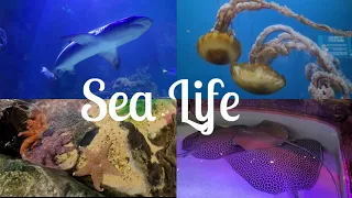 SEA LIFE in an Aquarium | Shreveport Aquarium