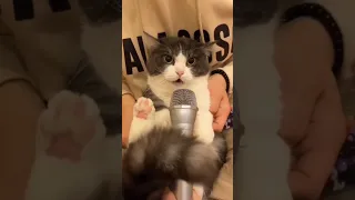 Cat meowing in microphone #shorts #singing #meow #cat