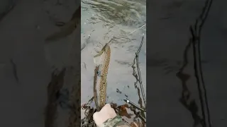 Large brown trout release ontario lake trib