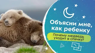 Почему медведь уходит в спячку? | Объясни мне, как ребенку!