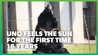 Moon bear Uno soaks up the sun for the first time in 18 years