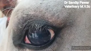 Eye worm operation in horse