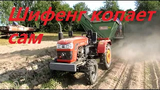 Шифенг рулит! Копаем картофель после целины.