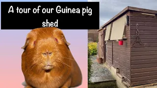 Come and see our Guinea pigs - a shed tour of Bristol Stud