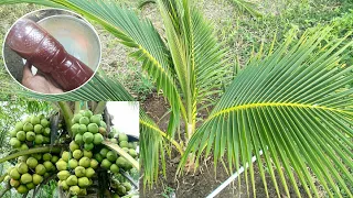 How to make best fertilizer natural for coconut tree grow fast / new techniques - my agriculture