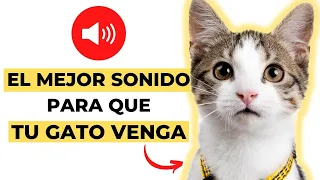 Mejor Sonido para Que tu Gato Venga (GARANTIZADO)✅