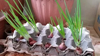 4 WAYS TO GROW ONIONS AT HOME