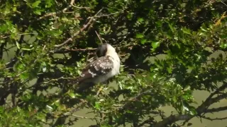 Great Spotted Cuckoo (kuifkoekoek). Texel, the Netherlands 19th of May 2024