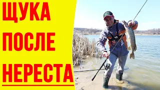 Щука после нереста! Как обхитрить и поймать щуку ► Рабочие проводки, приманки и места ловли