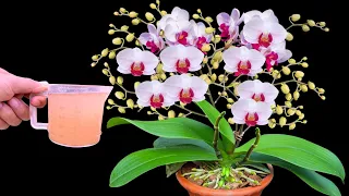 Only applies to 1 cup! Orchids bloom instantly all year round in this easy way