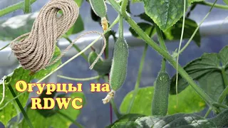 Огурцы выращивание на гидропонике система RDWC CALVERIA