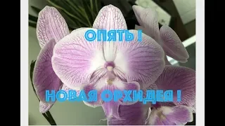 Опять новая орхидея - Big Lip! Кто бы устоял! My new orchid Big Lip.