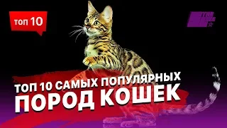 ТОП 10 самых популярных пород кошек. Выбираем себе питомца!