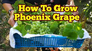 How To Grow Grape Variety Phoenix / No Dig Organic Allotment Fruit Orchard