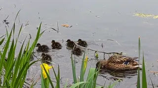 Ducklings (3 days old)