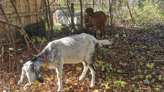 Опять охота! Нубийские козы. 🐐я не пропала😘.