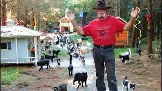 Кошачий рай для 500 мурлык или ранчо для котов!