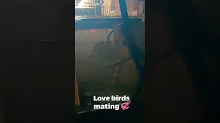 Love birds mating