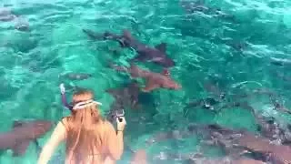 Swimming with the sharks & freaking out in Belize - Shark Ray Alley