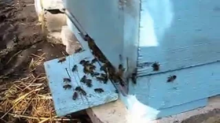 Очистительный  облёт  пчёл (24.02.2017г.)
