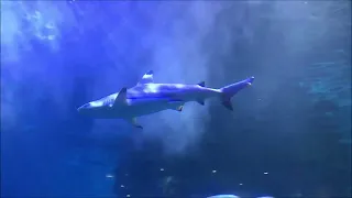 Blue Planet Aquarium (2024)