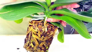 I've been waiting a whole year! This orchid has survived with ROTTEN roots, and has grown new roots!