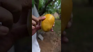 ALPHONSO MANGO (HAPUS)