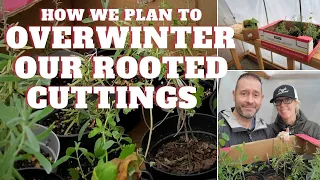 ❄✂ How We Plan To Overwinter Our Rooted Cuttings - SGD 224 ✂❄