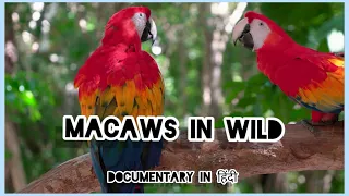 The life of most beautiful MACAWS in deep amazon rainforest | Macaws Documentary | In hindi