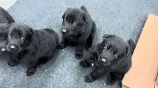 FINALLY...they are GETTING IT!!! Black German Shepherd Pups