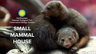 Small Mammal House Exhibit at the Smithsonian's National Zoo