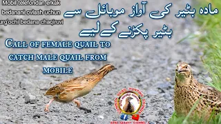 female quail sound madi batair ki awaz2024 |awaz batair 2024