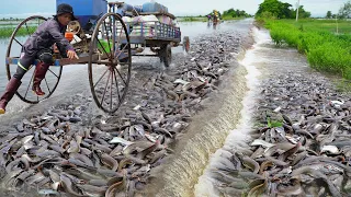 Collation Best 5 Fishing Videos on Road Flooded - Amazing Catching & Catfish Swimming on Road