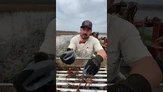 Catfish In Your Crawfish Traps