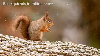 Red Squirrels in falling snow Jan 2024