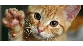 Funny Cats Compilation Part 9 (Смешные Кошки Подборка Часть 9)