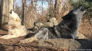 Wolf Howl Duet