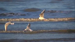 The Seagull - The Lovely Bird Seagull - Seagull