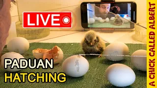 Live Eggs Hatching - Q&A every 30 minutes