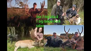 3 monster sika stags and 1 monster fallow buck taken