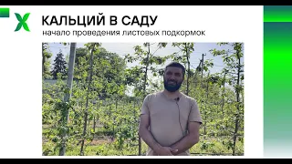 Кальций в саду / Вуксал для качества яблок