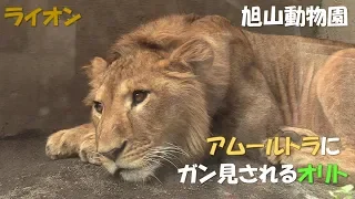 【ライオン】ガン見されるオリト（旭山動物園）Lion & Siberian tiger