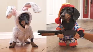 Ep 6. Easter Bunny Wakes Up Grumpy Wiener Dog!