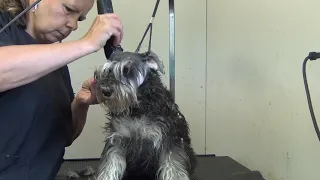 Miniature Schnauzer Pet Grooming - Part 1