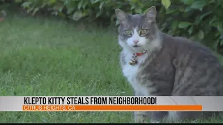 Klepto Kitty in California steals from neighborhood