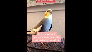 Bird Training Tips-Teach Your Bird To Sing!