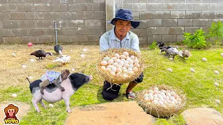 The process of grandpa harvesting duck eggs to sell and buy gifts to thank monkey YiYi and Ủn ỉn