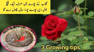 ROSE PLANT CARE, GROWING TIPS | HOMEMADE FERTILIZER FOR ROSE PLANT| GULAB KI CARE